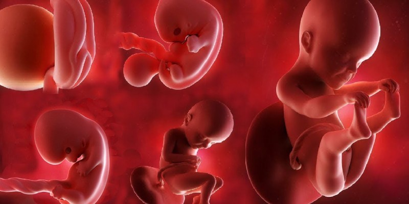 Pregnancy, Stages, and Baby's Development